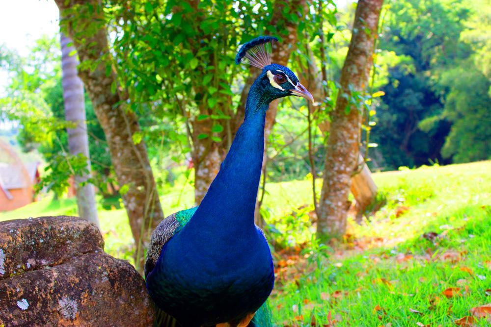 Pousada Villa Di Carpi Monte Sião Buitenkant foto